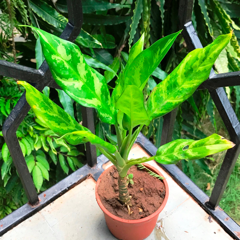  Aglaonema Emerald Beauty Plant