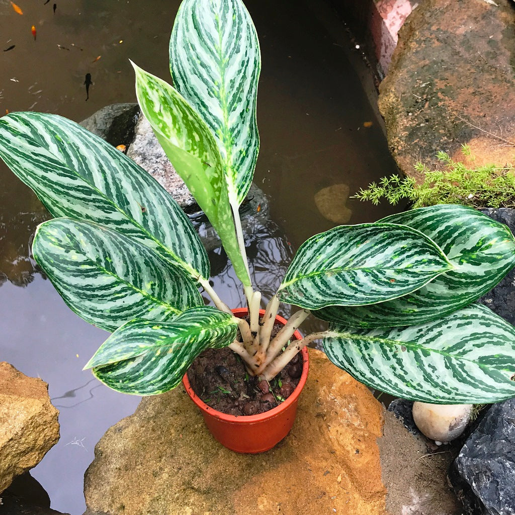  Aglaonema Moonlight Bay Plant