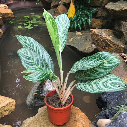  Aglaonema Moonlight Bay Plant