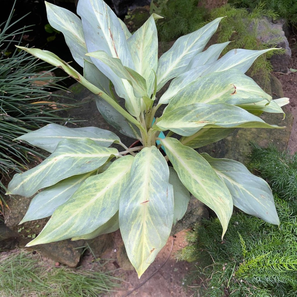  Aglaonema 'Ghost' Plant