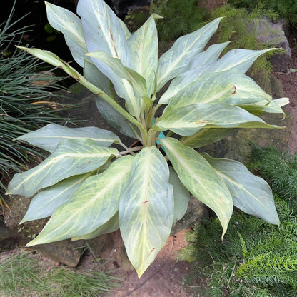  Aglaonema 'Ghost' Plant