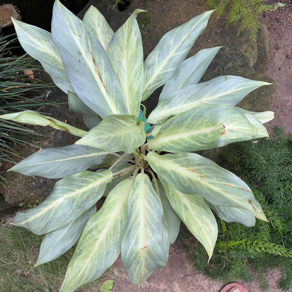  Aglaonema 'Ghost' Plant