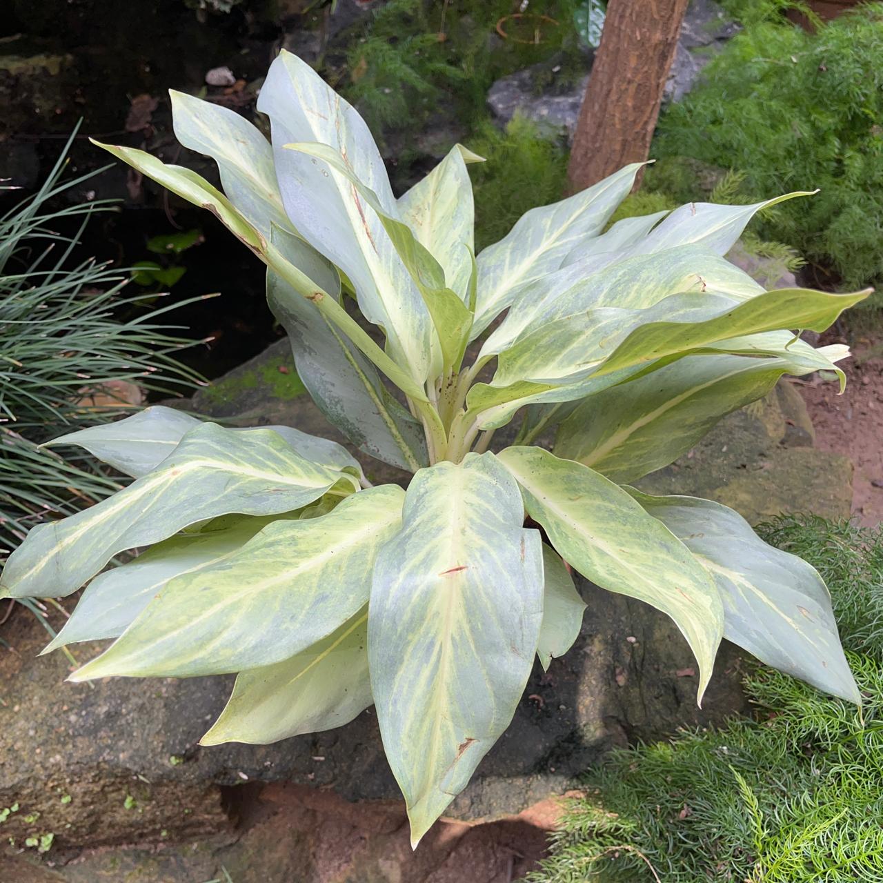  Aglaonema 'Ghost' Plant