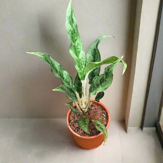  Aglaonema Juliette Plant