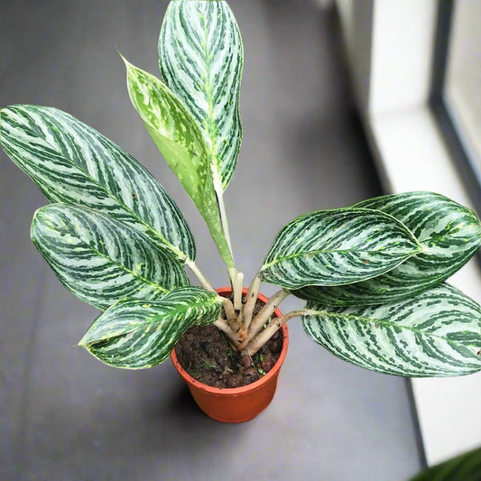  Aglaonema Moonlight Bay Plant