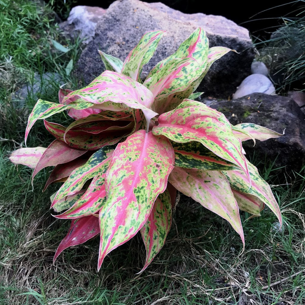  Aglaonema Siam Violet Plant