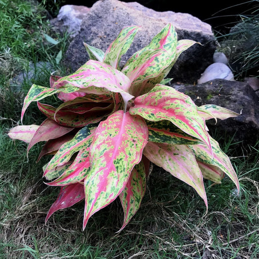  Aglaonema Siam Violet Plant