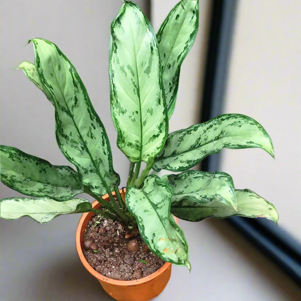  Aglaonema Silver Bay Plant