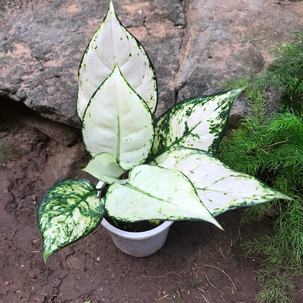  Aglaonema Super White Plant