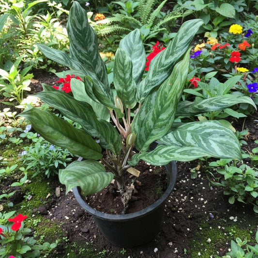  Aglaonema Crispum Plant