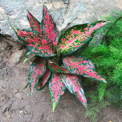  Aglaonema Rotundum Anjamanee Plant