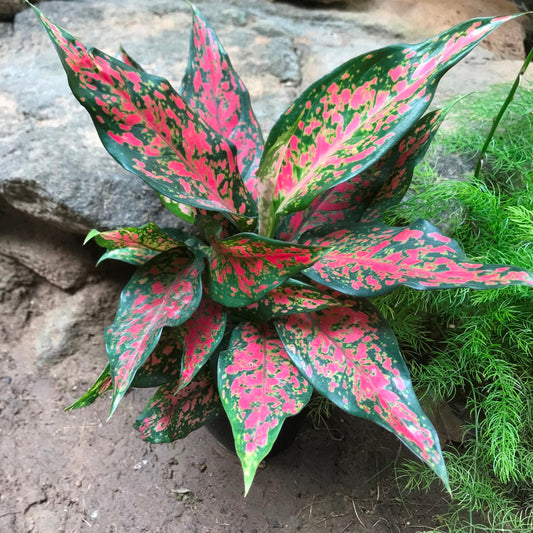  Aglaonema Rotundum Anjamanee Plant