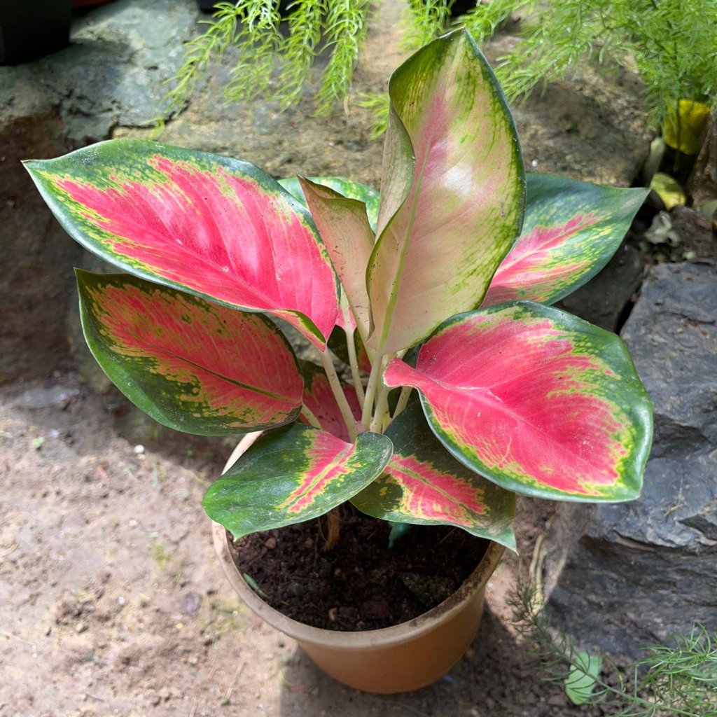  Aglaonema Rotundum Hybrid 'Red Desire' Plant