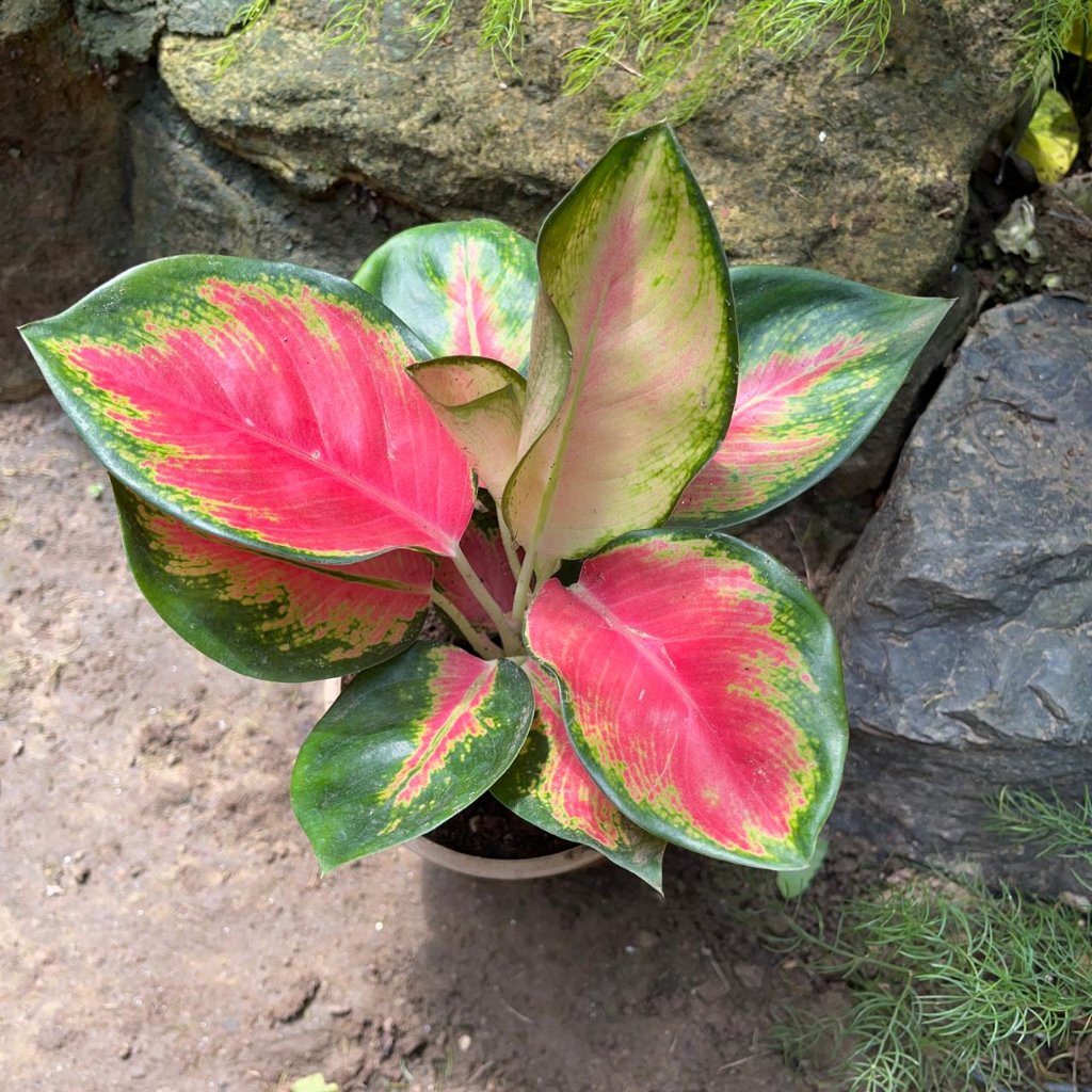  Aglaonema Rotundum Hybrid 'Red Desire' Plant