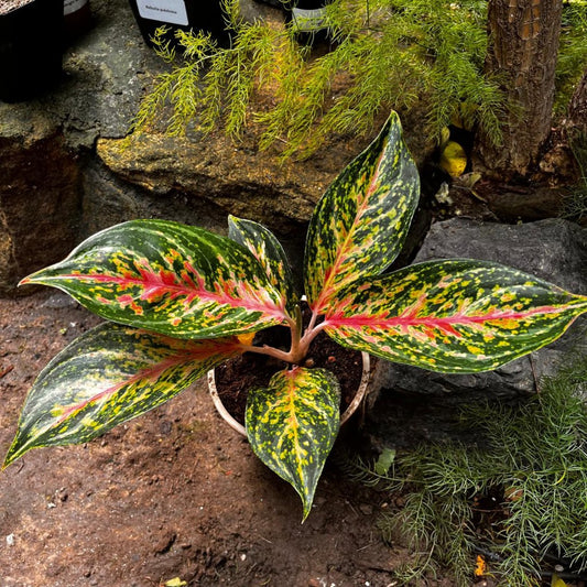  Aglaonema Peacock Plant