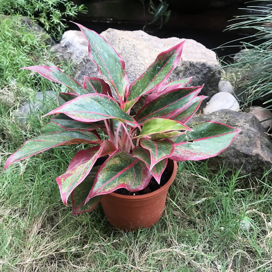  Aglaonema Red Edge Plant