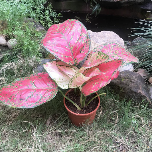  Aglaonema Stardust Plant