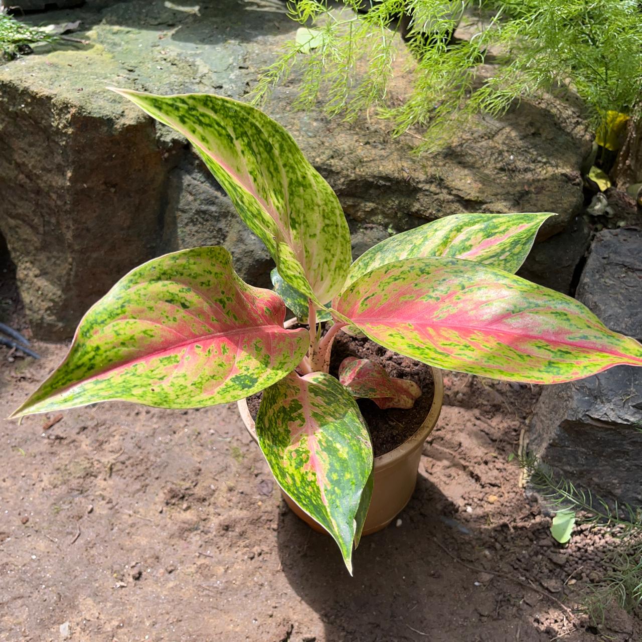  Aglaonema Rotundum 'Cleopatra' Plant