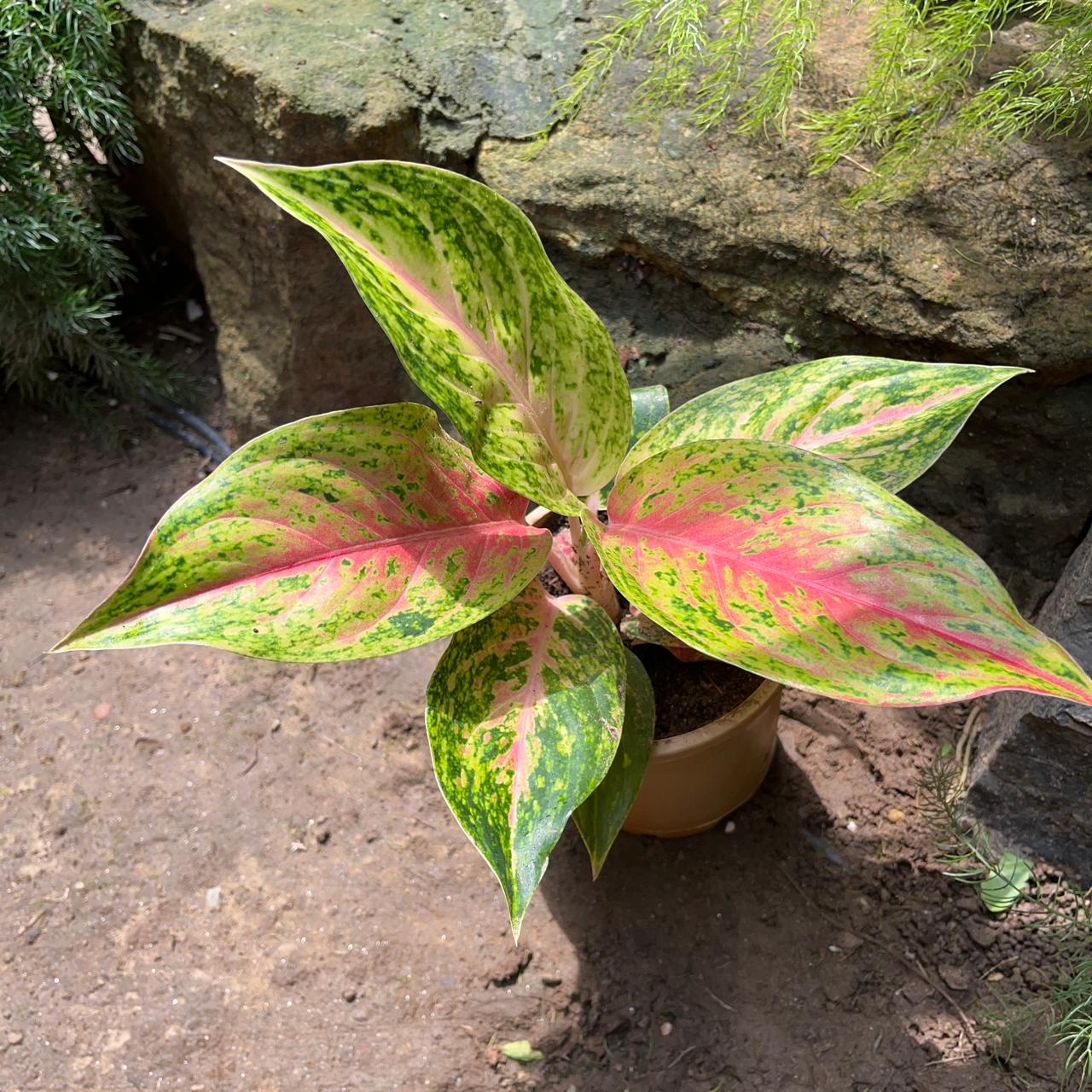  Aglaonema Rotundum 'Cleopatra' Plant