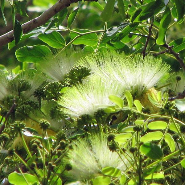 Albizia Lebbeck Shirish Plant