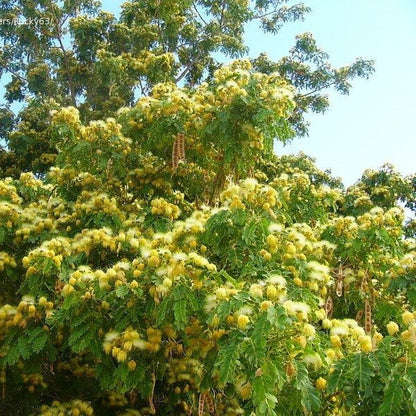  Albizia Lebbeck Shirish Plant