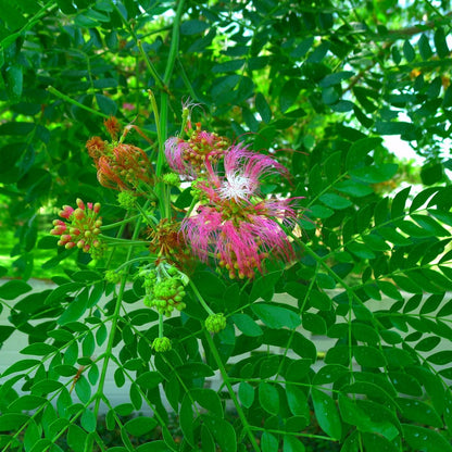  Albizia Saman Gulabi Siris Plant