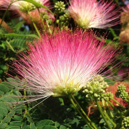 Albizia Saman Gulabi Siris Plant