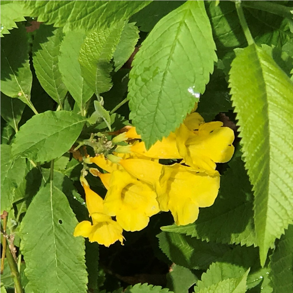  Tecoma Stans Plant