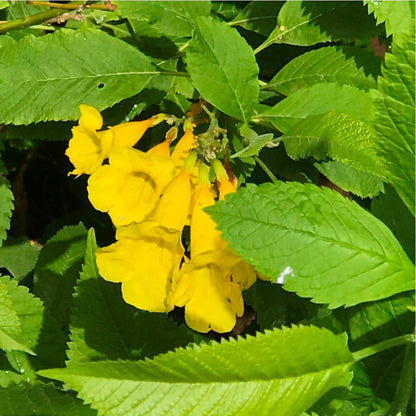  Tecoma Stans Plant
