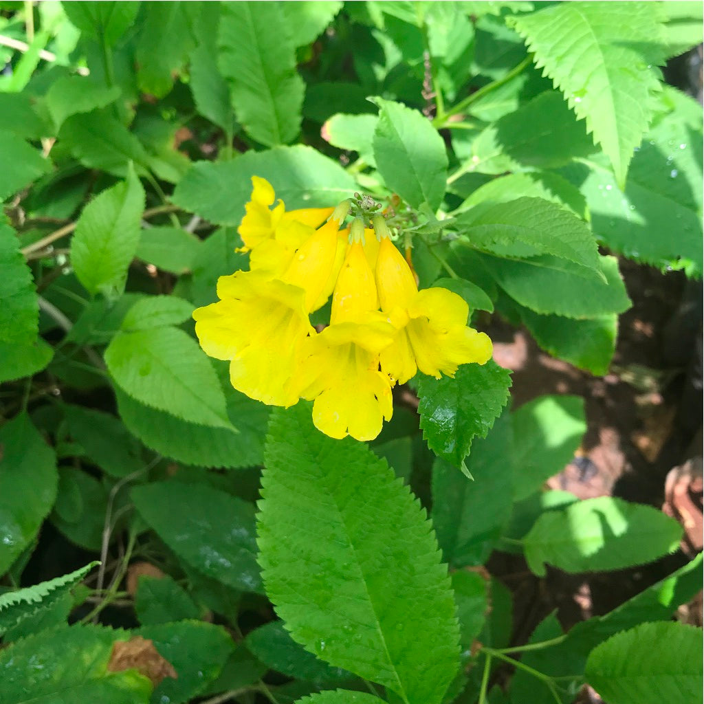  Tecoma Stans Plant