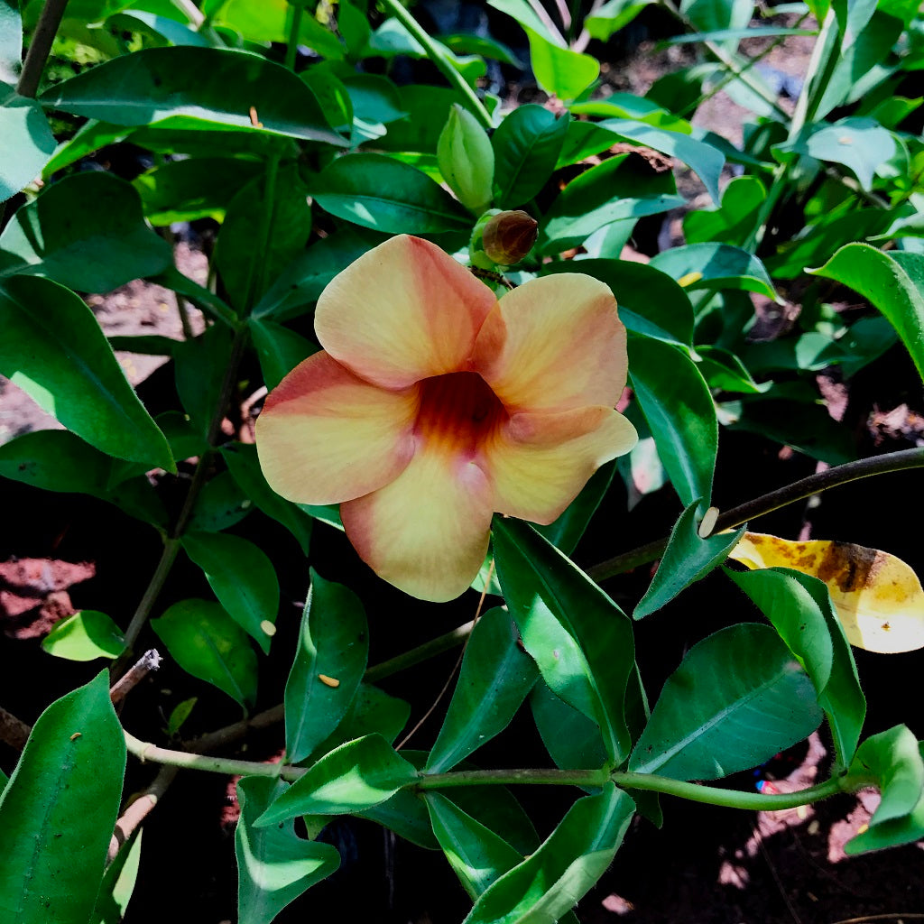  Allamanda Cathartica Chocolate Cream Plant