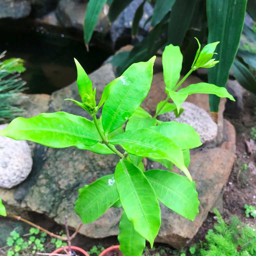  Allamanda Cathartica Hendersonii Plant