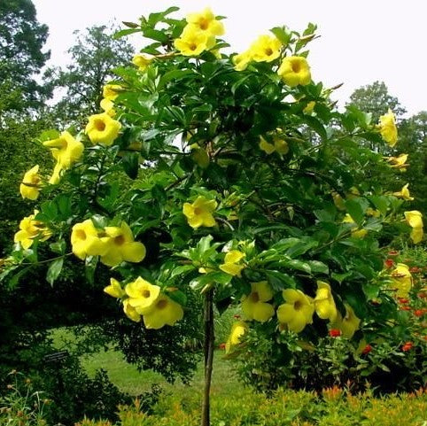 Allamanda Cathartica Hendersonii Plant