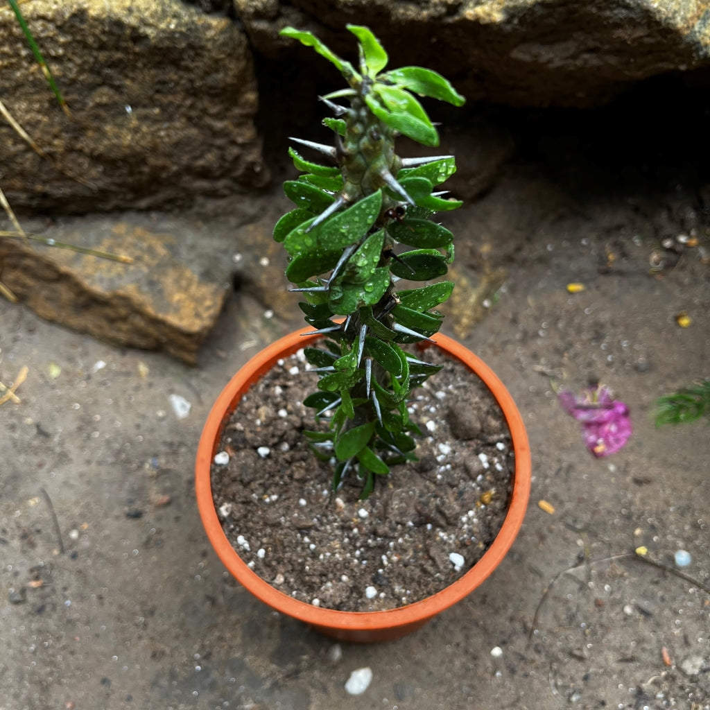  Alluaudia Procera Madagascar Ocotillo Cactus Plant