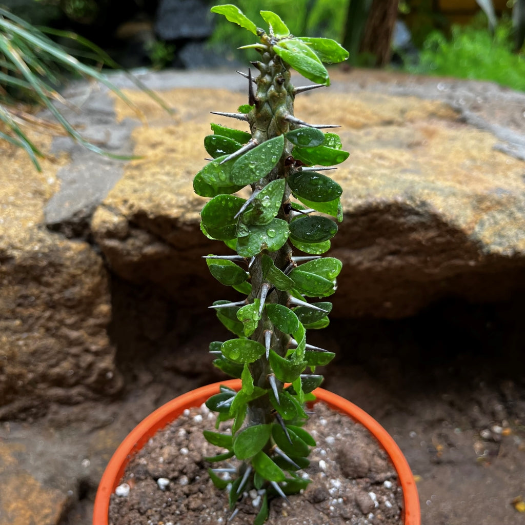  Alluaudia Procera Madagascar Ocotillo Cactus Plant