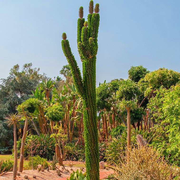  Alluaudia Procera Madagascar Ocotillo Cactus Plant
