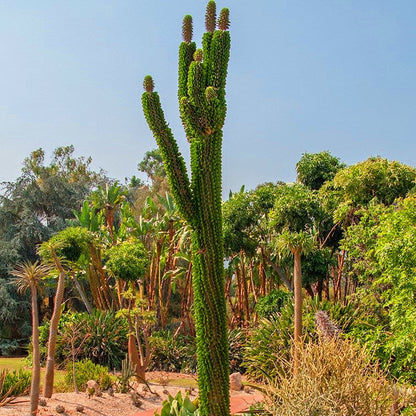  Alluaudia Procera Madagascar Ocotillo Cactus Plant