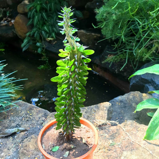  Alluaudia Procera Madagascar Ocotillo Cactus Plant