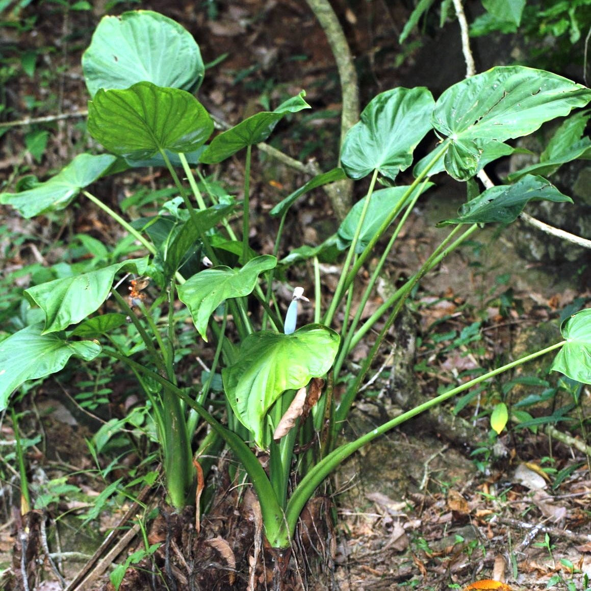  Alocasia Cucullata Hooded Dwarf Plant