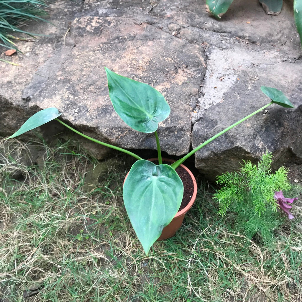  Alocasia Cucullata Hooded Dwarf Plant