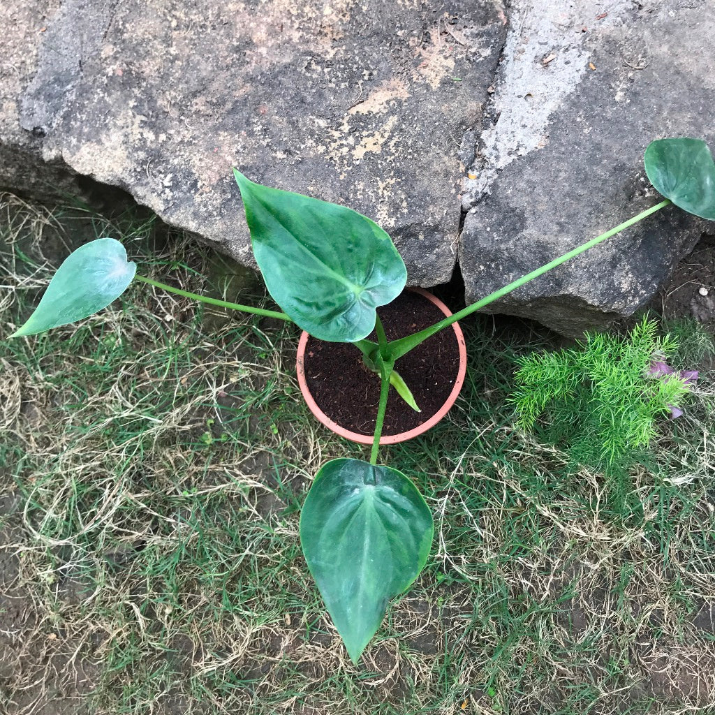  Alocasia Cucullata Hooded Dwarf Plant