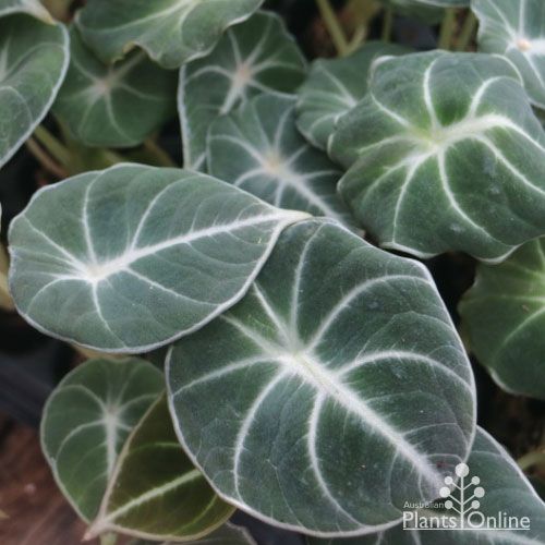  Alocasia Black Velvet (Bulbs)