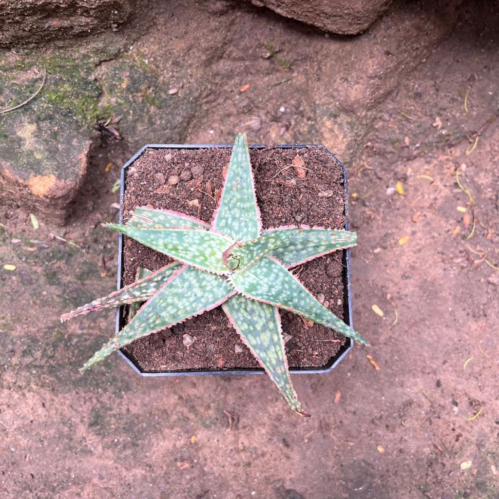  Aloe Bright Star Succulent Plant