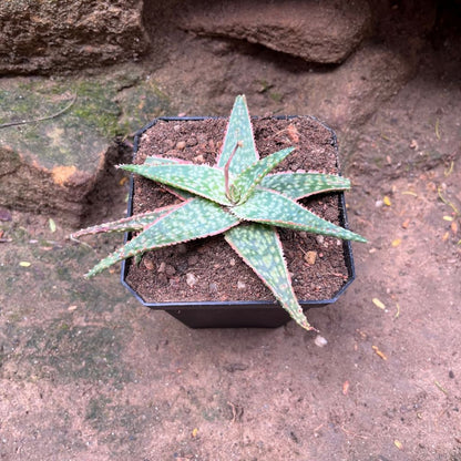  Aloe Bright Star Succulent Plant