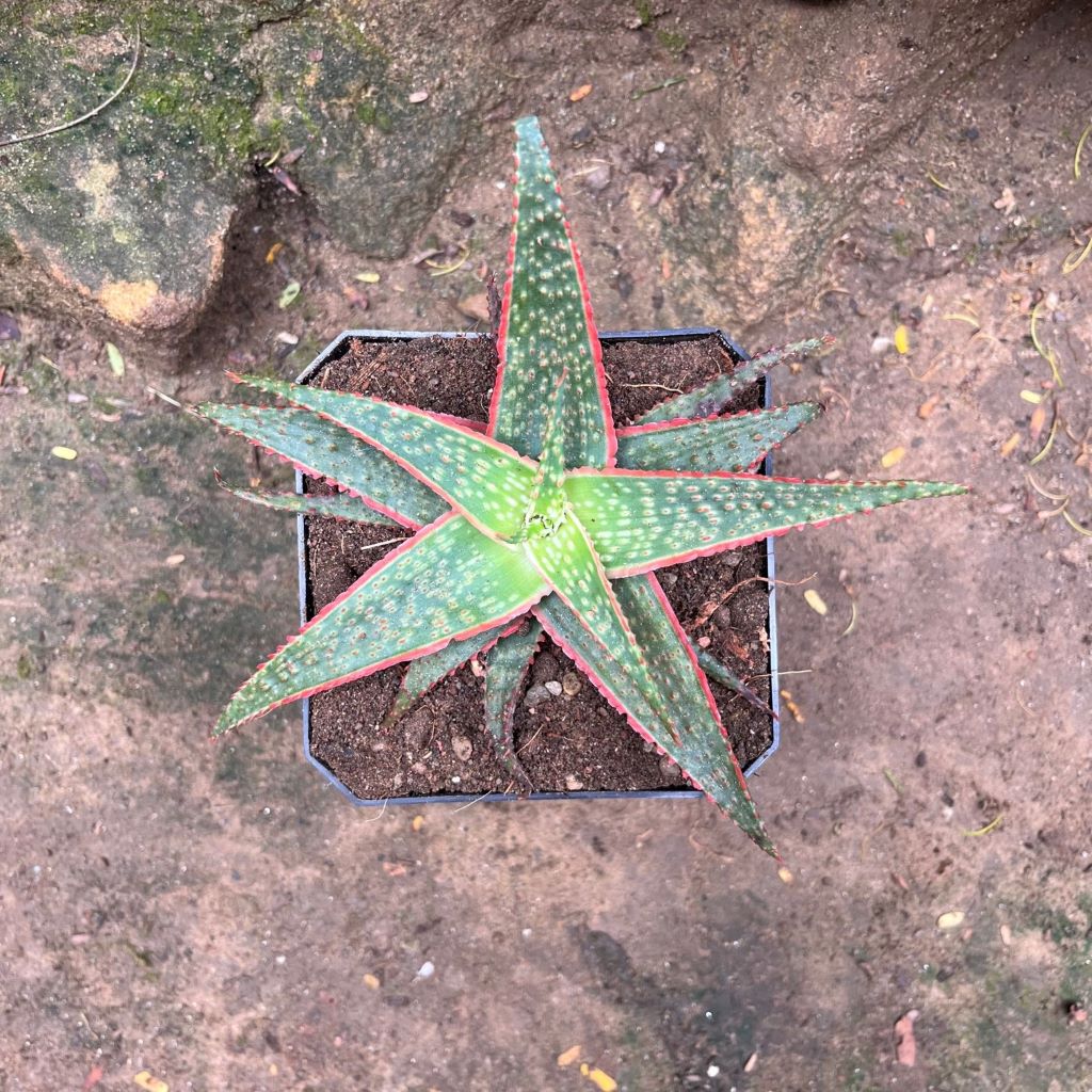  Aloe Christmas Carol Succulent Plant