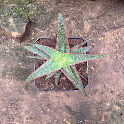  Aloe Christmas Carol Succulent Plant