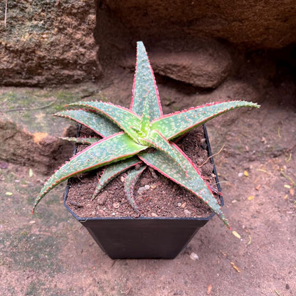  Aloe Christmas Carol Succulent Plant