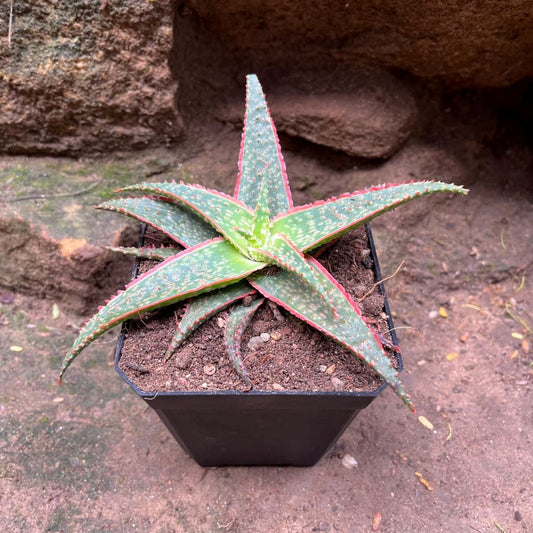  Aloe Christmas Carol Succulent Plant
