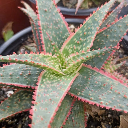  Aloe Christmas Carol Succulent Plant