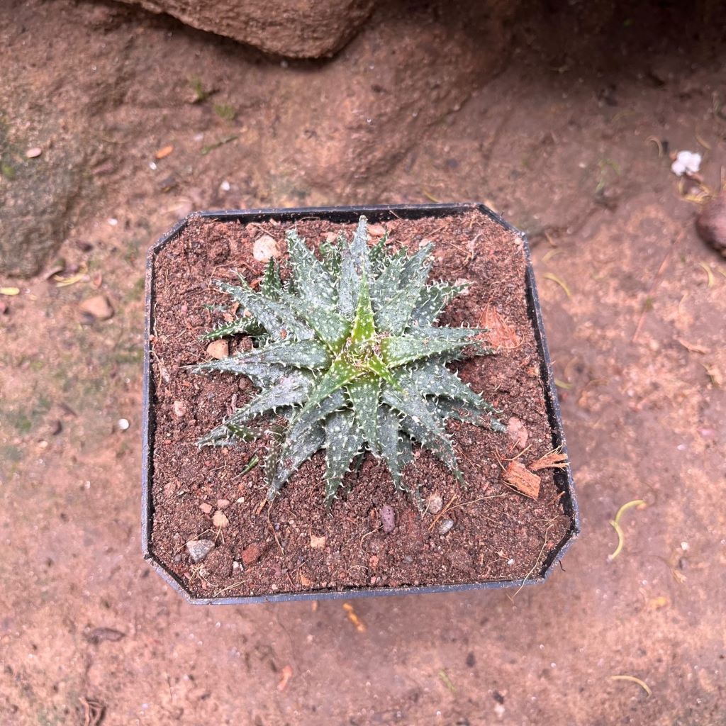  Aloe Pepe Succulent Plant